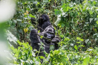Parco nazionale impenetrabile di Bwindi