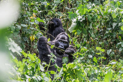 Bwindi Impenetrable Forest National Park