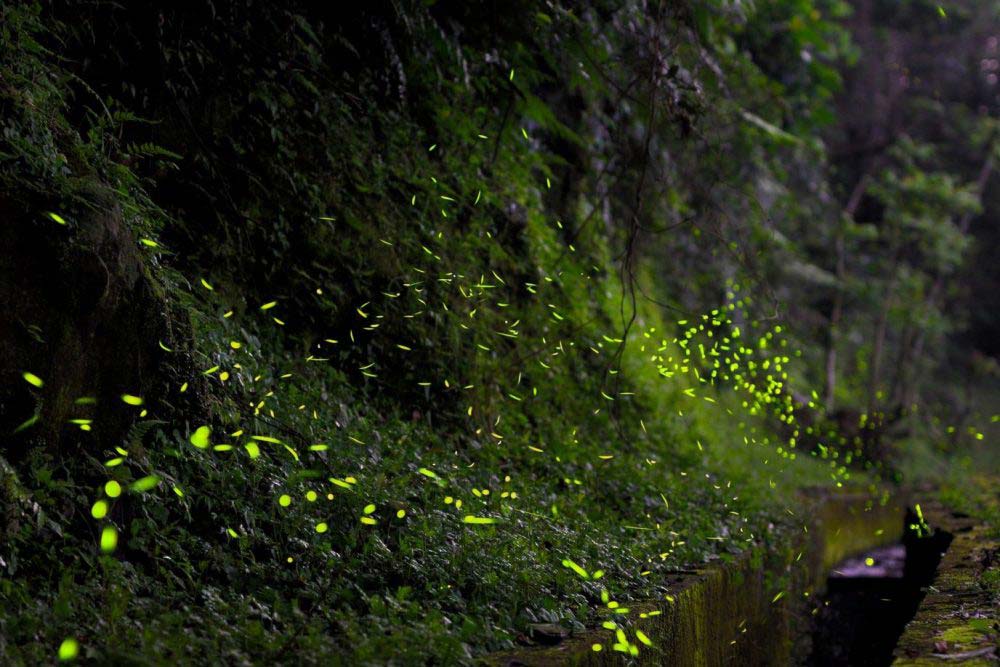 Fussa Firefly Festival | Fussa