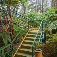 Beautiful Pine Forest & Orchid Garden