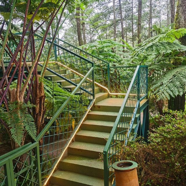 Beautiful Pine Forest & Orchid Garden