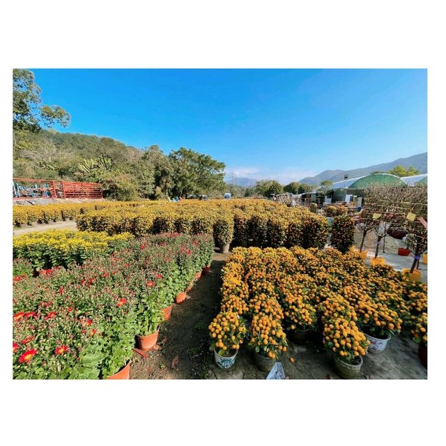 粉嶺#永霖休閒農莊買花啦！一定比花店平，選擇好多嘅！