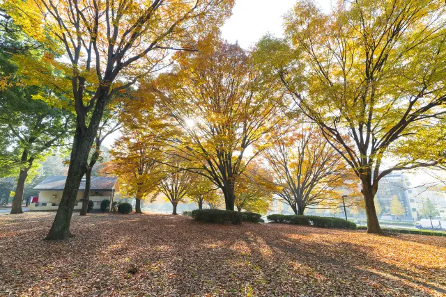 Ginkgo Viewing in Tokyo
