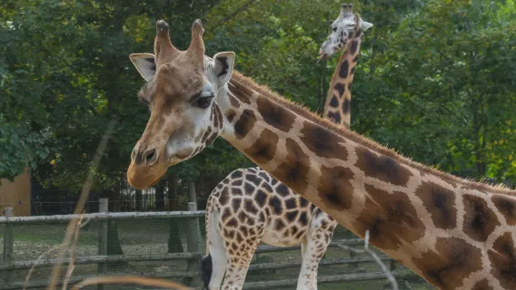 Chiang Mai Night Safari one-day tour [optional admission ticket only]|Shared transportation transfer|Private charter (Pickup & drop-off)