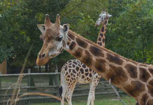 Chiang Mai Night Safari 1-day Tour [Rideshare Transfer]