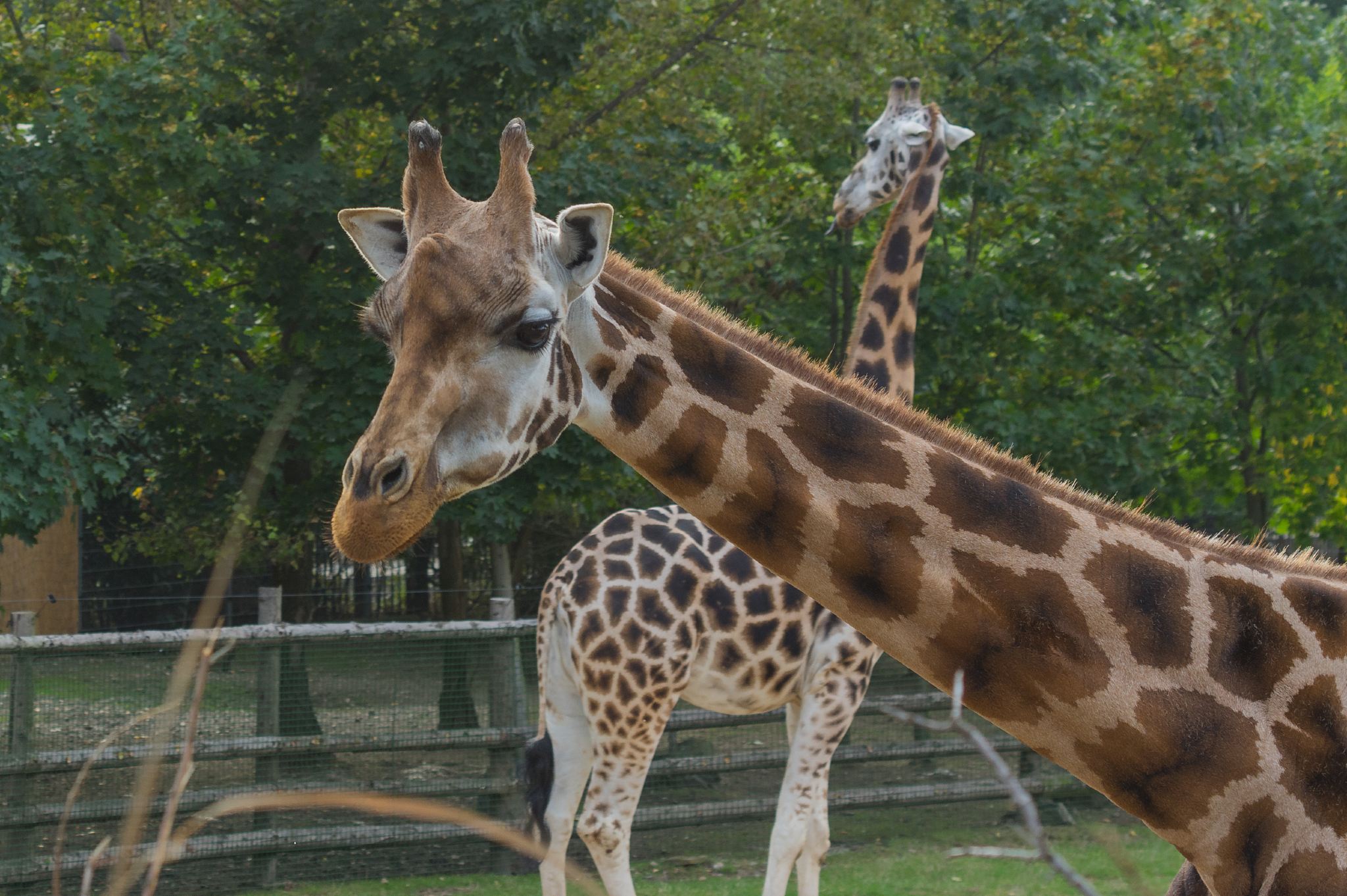 Chiang Mai Night Safari 1-day tour [Optional shared transfer]|Private charter (Pickup & drop-off)