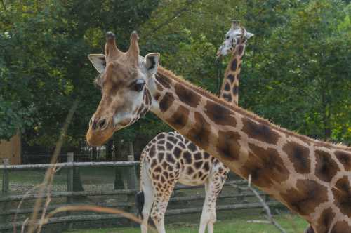 清邁夜間野生動物園一日遊