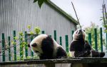Wolong Giant Panda Nature Reserve