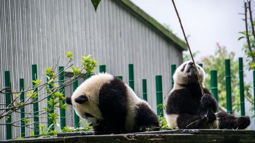 Wolong Giant Panda Nature Reserve