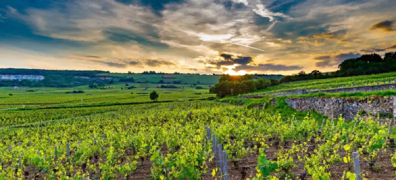 Campanile properties in Burgundy