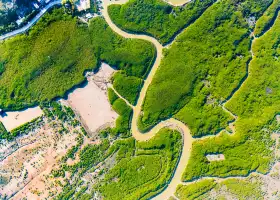 Zhangjiangkou Mangrove National Nature Reserve