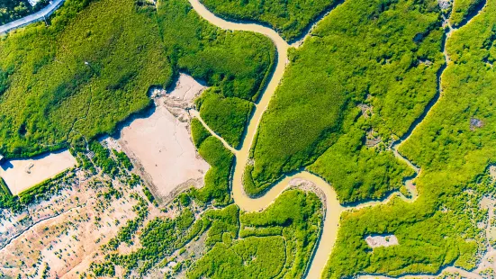 Zhangjiangkou Mangrove National Nature Reserve