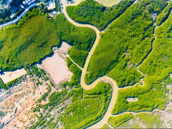 Zhangjiangkou Mangrove National Nature Reserve