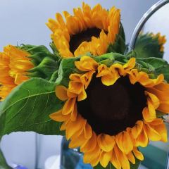 D' Afspraak ảnh của người dùng