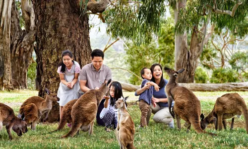 Australian Wildlife Viewing