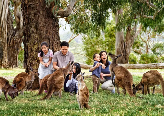 Australian Wildlife Viewing