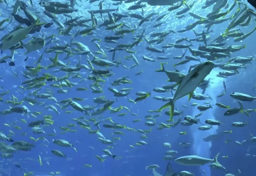 浪濤水族舘