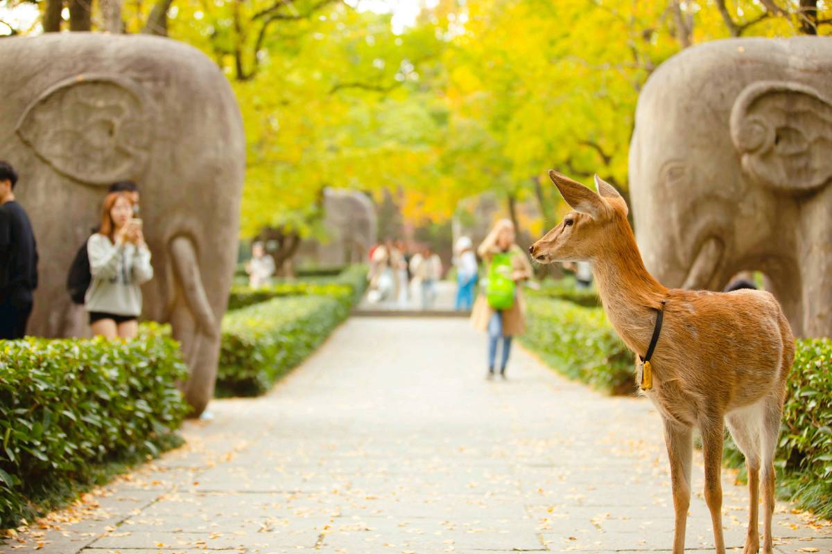 Trip.com限定の明孝陵チケット