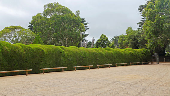 Ashcombe Maze & Lavender Gardens