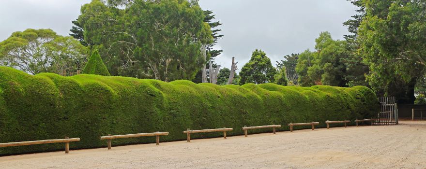 Ashcombe Maze & Lavender Gardens