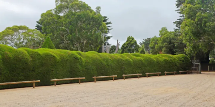 Ashcombe Maze & Lavender Gardens