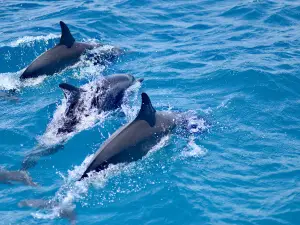 Dolphin Bay