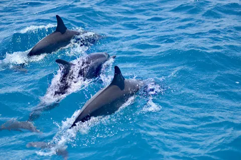 Dolphin Bay