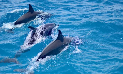 Dolphin Bay