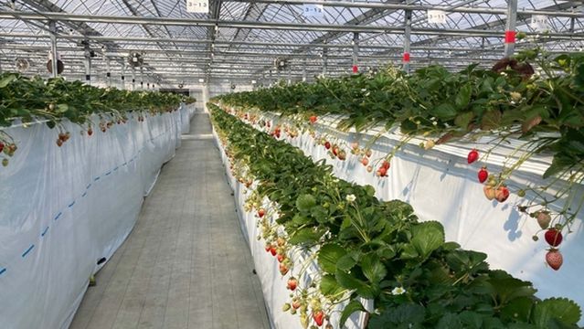 Ichigo Ichie Matsumori Farm