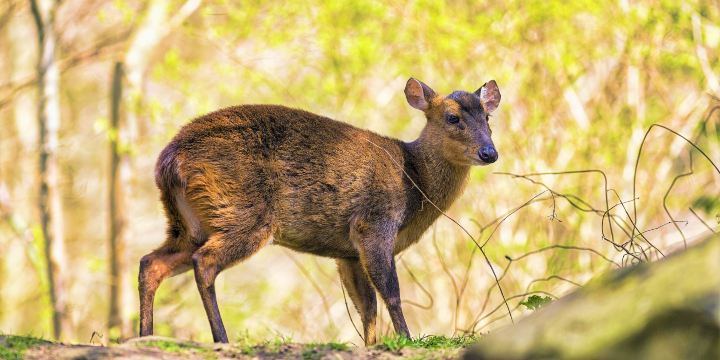 漢諾威動物園