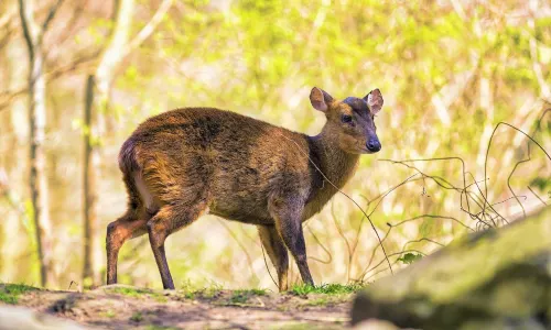 Zoo Hannover