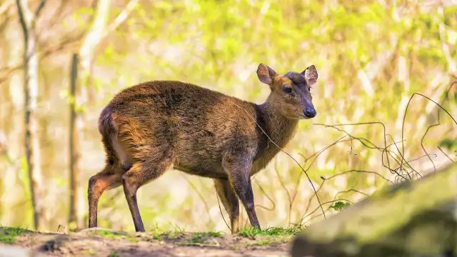 鄰近漢諾威動物園的酒店