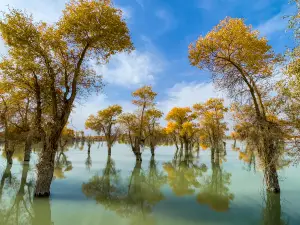 Tarim River Wetland Tourism Scenic Area - Original Populus Euphratica Forest Ecological and Cultural Scenic Area