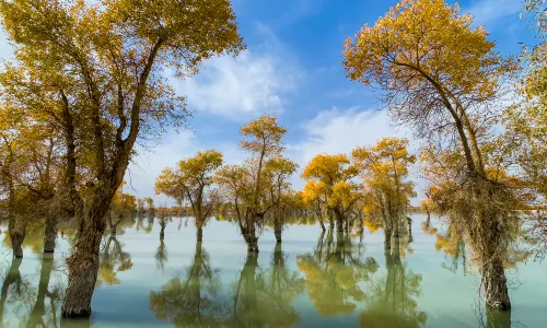 Tarim River Wetland Tourism Scenic Area - Original Populus Euphratica Forest Ecological and Cultural Scenic Area