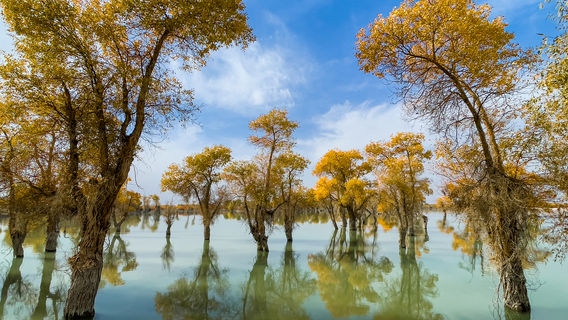Tarim River Wetland Tourism Scenic Area - Original Populus Euphratica Forest Ecological and Cultural Scenic Area