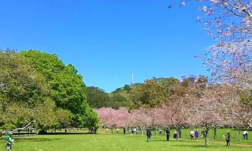Maungakiekie / One Tree Hill
