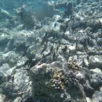 【 水清見底的馬爾代夫海洋 】