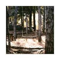 Mangunan Pine Forest