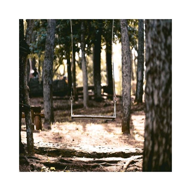 Mangunan Pine Forest
