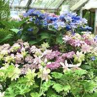強羅公園の紫陽花