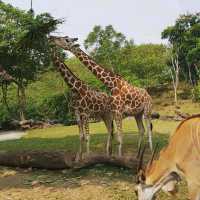 Largest Safari Park in Asia