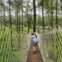 Beautiful Pine Forest & Orchid Garden