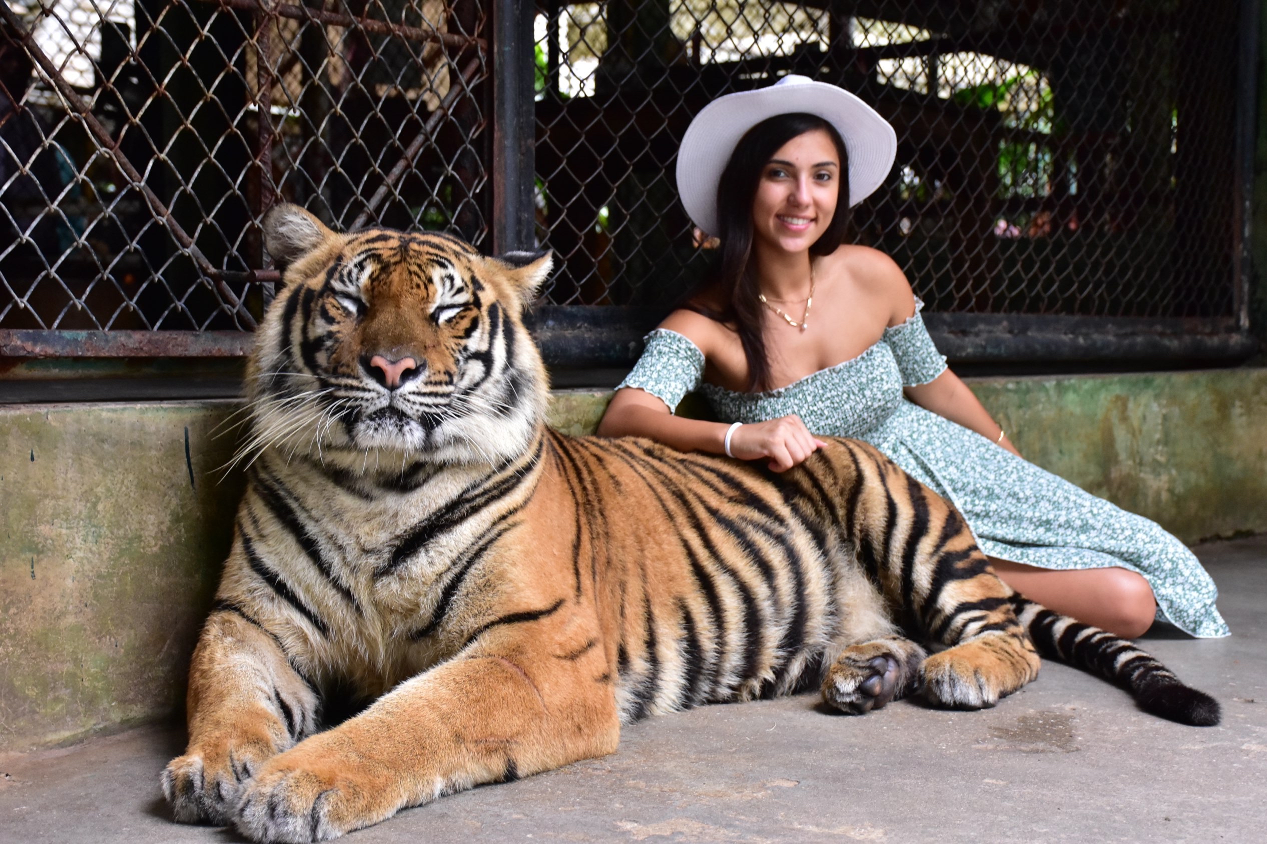 Tiger Kingdom - Phuket attraction reviews - Tiger Kingdom - Phuket tickets  - Tiger Kingdom - Phuket discounts - Tiger Kingdom - Phuket transportation,  address, opening hours - attractions, hotels, and food near Tiger Kingdom -  Phuket 