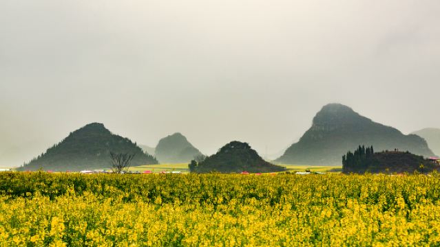 羅平螺絲田+金雞峰叢+油菜花景區一日遊【獨立包車+時間自由】