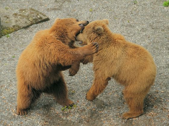 阿拉斯加動物園