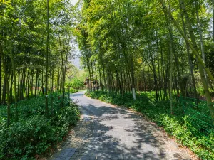 Yixing Bamboo Forest