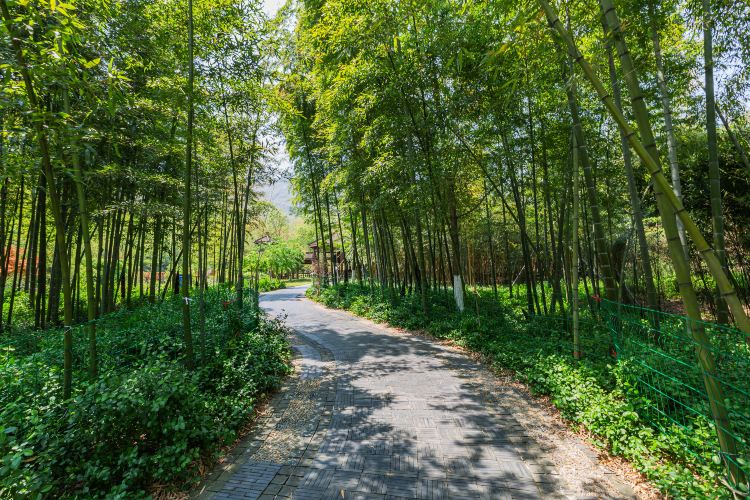 Sea of bamboo in Yixing