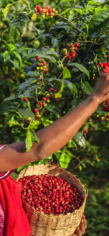 Pet Friendly Hotels in Ethiopia