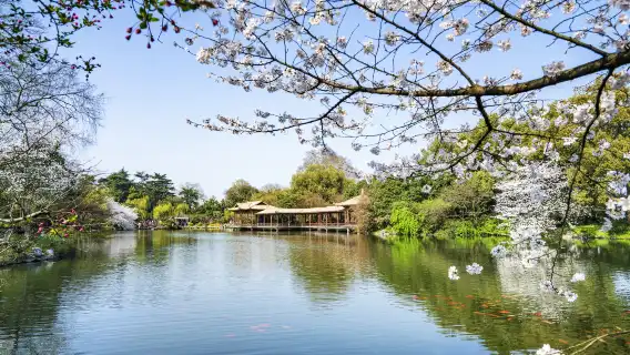 杭州幽賞西湖一日【登三潭印月島+食東坡定食+浙博孤山館精講】