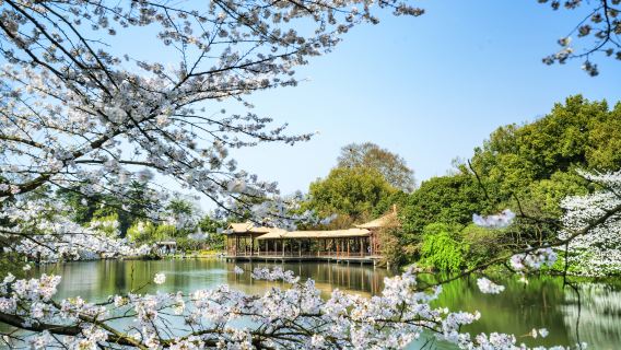 Hangzhou Leifeng Pagoda + Su Causeway Stroll + West Lake Cruise + guide Half-Day Tour